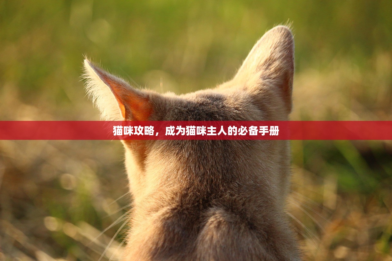 猫咪攻略，成为猫咪主人的必备手册