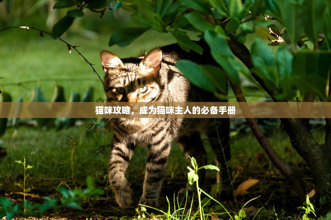 猫咪攻略，成为猫咪主人的必备手册