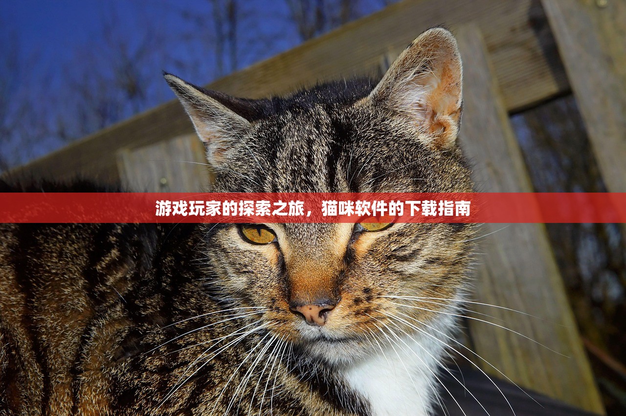 游戏玩家的探索之旅，猫咪软件的下载指南